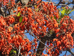 Erythrina falcata