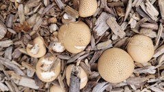 Apioperdon pyriforme