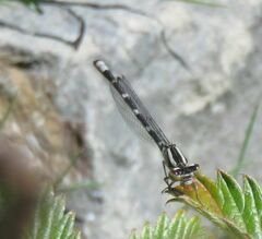 Enallagma carunculatum