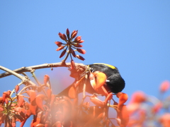 Cacicus chrysopterus