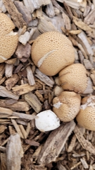 Apioperdon pyriforme