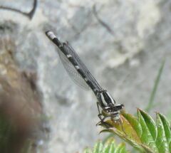 Enallagma carunculatum