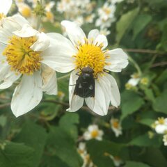 Copestylum violaceum