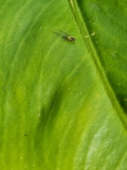 Macrosiphum rosae