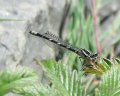 Enallagma carunculatum