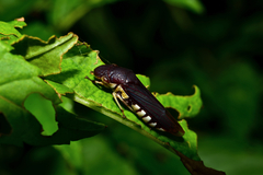 Proconiini