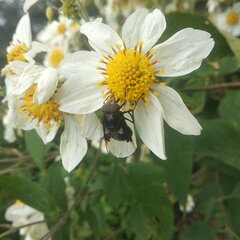 Copestylum violaceum