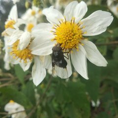 Copestylum violaceum