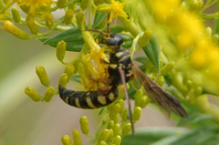 Myzinum quinquecinctum