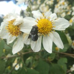 Copestylum violaceum