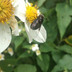 Copestylum violaceum
