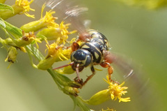 Myzinum quinquecinctum