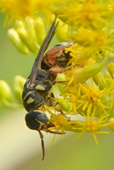 Myzinum quinquecinctum