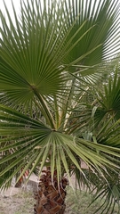 Washingtonia robusta