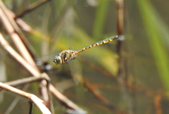 Hemicordulia australiae