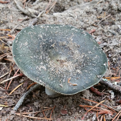 Russula parvovirescens