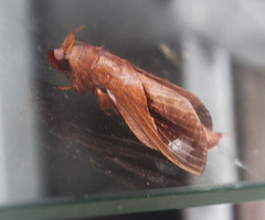 Paralebeda plagifera