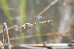 Hemicordulia australiae