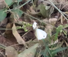 Leptosia alcesta inalcesta