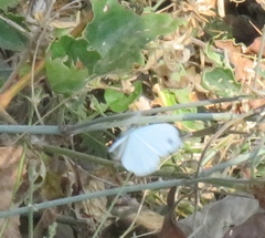 Leptosia alcesta inalcesta