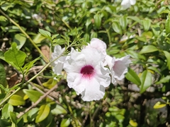 Pandorea jasminoides