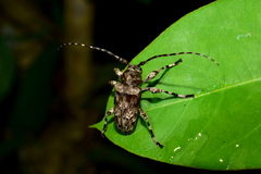 Oreodera graphiptera