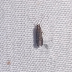 Polycentropodidae