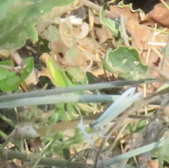 Leptosia alcesta inalcesta