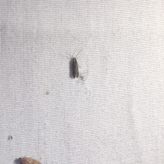 Polycentropodidae