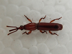 Euschizus internatus