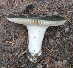 Russula parvovirescens