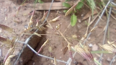 Eragrostis