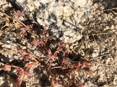 Portulaca halimoides