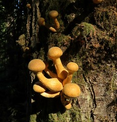 Gymnopilus ventricosus