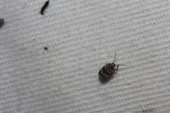 Cryptocephalus trizonatus