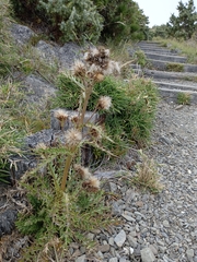 Cirsium arisanense