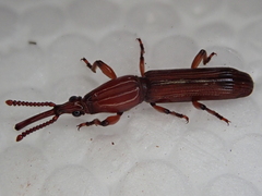 Euschizus internatus