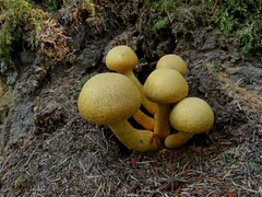 Gymnopilus ventricosus