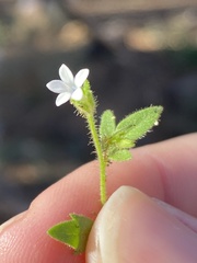 Allophyllum integrifolium