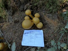 Gymnopilus ventricosus