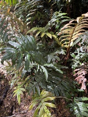 Blechnum wattsii