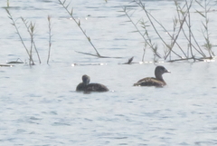 Thalassornis leuconotus