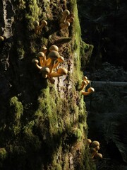 Gymnopilus ventricosus