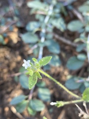 Allophyllum integrifolium