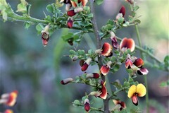 Bossiaea obcordata