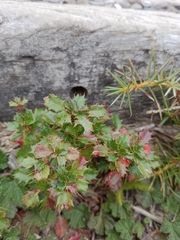Berberis morrisonensis