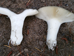 Russula parvovirescens