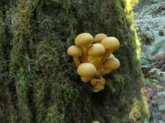 Gymnopilus ventricosus