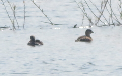 Thalassornis leuconotus