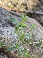 Allophyllum integrifolium